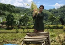 Regenerasi Petani Muda di Lebak Dinilai Mulai Tumbuh