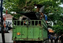 Jelang Iduladha, BKHIT Banten Tingkatkan Pengawasan Lalu Lintas Hewan Kurban