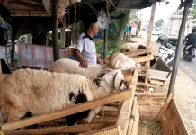 Tiga Dekade Nawasi Berjualan Domba Kurban Pandeglang