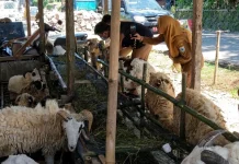 DPKP Pandeglang Terjunkan Tim Periksa Hewan Kurban