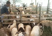 Jelang Iduladha, Pembeli Hewan Kurban di Kota Serang Masih Sepi