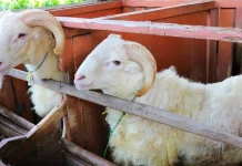 Panitia Kurban di Tangsel Diimbau Pakai Wadah Ramah Lingkungan