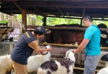 Pengawasan Hewan Kurban di Lebak Diperketat Jelang Iduladha