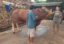 Lebak Tunggu Bantuan Sapi Kurban Pemerintah Pusat