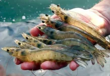 Tambak Udang Vaname Dongkrak Ekonomi Pesisir Lebak