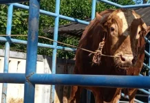 Inseminasi Buatan Pandeglang Hasilkan Sapi Kurban Unggul