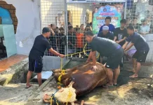 Rutan Pandeglang Libatkan Warga Binaan Sembelih Hewan Kurban