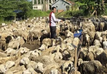 Tebar Kurban Kita Bisa Potong 1.158 Hewan Kurban di Kota Serang
