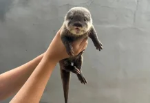 Mengintip Keseruan dan Tantangan Merawat Otter di Rumah