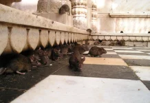 Perubahan Perilaku Jadi Tantangan Cegah Hantavirus
