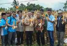 Dukung Ketahanan Pangan, KNPI Lebak Segera Panen Jagung Kedua