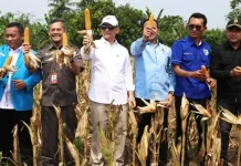 KNPI Lebak Sukses Panen Jagung Hibrida Kedua