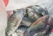 Pemkab Lebak Dorong Budidaya Ikan Bioflok Desa
