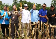 KNPI Lebak Perkuat Ketahanan Pangan Melalui Pertanian