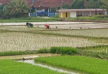 Distan Lebak Petakan Sawah Rawan Kekeringan Kemarau