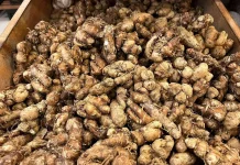 Musim Panen Kencur Bawa Berkah, Pendapatan Petani Baduy Naik Drastis