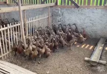Tingkatkan Ekonomi Desa, BUMDes Mandaya Kembangkan Bebek Petelur