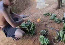 Pisang Lebak Jadi Andalan Ekonomi Petani Daerah