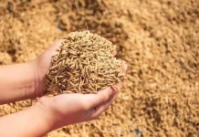 BUMD Lebak Niaga Serap Ratusan Ribu Ton  Gabah petani Lokal