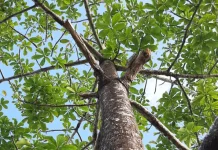 Pohon Jati, Kayu Bernilai Tinggi yang Bermanfaat bagi Lingkungan dan Ekonomi