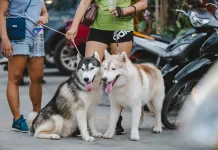 Tak Cukup Modal Suka, Memelihara Siberian Husky Perlu Komitmen