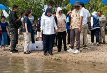 Ratusan Tukik Hijau Dilepasliarkan di Pantai Carita