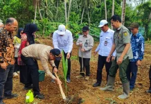 Kementan Alokasikan Ribuan Hektare Pengembangan Kelapa di Banten