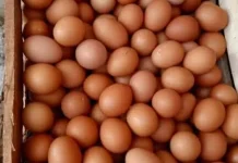 Dua Minggu Terkahir, Harga Telur dan Ayam di Kabupaten Lebak Turun