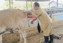 Rekayasa Inseminasi Buatan Dongkrak Populasi Ternak Lebak Pesat