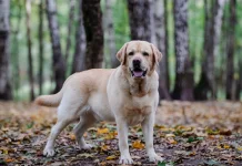 Calon Pemilik Anjing Labrador Retriever Wajib Tahu Hal Penting Ini