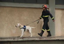 Kecerdasan Anjing Labrador Retriever Bikin Andal di Berbagai Bidang