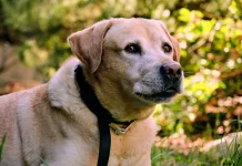 Rawat Anjing Labrador di Negara Tropis Perlu Perhatian Khusus