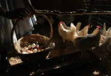 Peternak Cilegon Keluhkan Penurunan Harga Ayam dan Telur