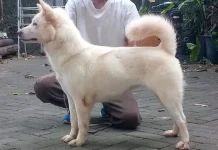 Anjing Kintamani, Kebanggaan Indonesia yang Diakui Dunia