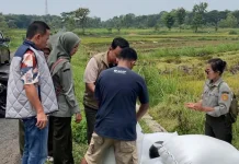 Tim Jemput Pangan Lebak Perkuat Serapan Gabah Petani Bulog