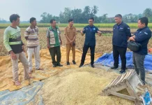 Beroperasi Penuh, Lebak Niaga Perseroda Mampu Produksi 700 Ton Beras