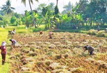 Lebak Niaga Perseroda Serap Gabah Petani Lokal