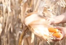 Stabilkan Harga Pangan, Bulog Serap Jagung Petani