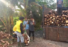 Talas Beneng Pandeglang Miliki Sertifikat Indikasi Geografis