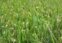 Distan Lebak Sosialisasikan PMAAS Tingkatkan Produksi Gabah Petani