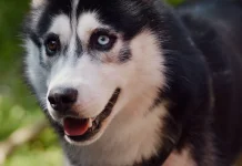 Ini Penyebab Siberian Husky Bermata Beda Warna