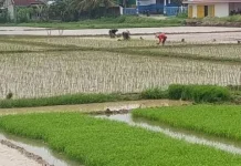 Kemarau Mulai Melanda Lebak, 372 Hektare Sawah Terancam Kering