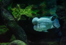 Perawatan Tepat agar Ikan Louhan Tetap Prima