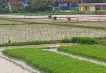 Kekeringan Landa 294 Hektare Sawah di Kabupaten Lebak