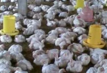 Populasi Ayam Pedaging Lebak Capai 39 Juta Ekor