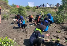 Pesisir Banten Terancam, Mapala se-Banten Tanam 1.000 Mangrove
