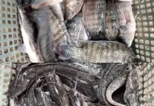 Sebanyak 60 Desa jadi Pemasok Ikan untuk MBG di Lebak