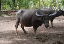 Teknologi Inseminasi Buatan Dongkrak Populasi Kerbau di Lebak