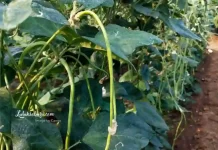Petani Lebak Diimbau Kembangkan Sayuran Hadapi Kemarau  Berkepanjangan