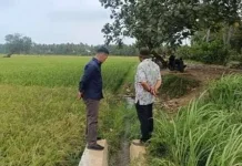 Dinas Pertanian Lebak Intensif Atasi Kekeringan Lahan Sawah